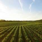 Lean Agriculture en Afrique